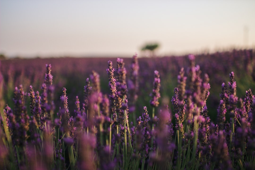 Lavender field at sunset, creating a calm fallback backdrop for hypnotherapy services
