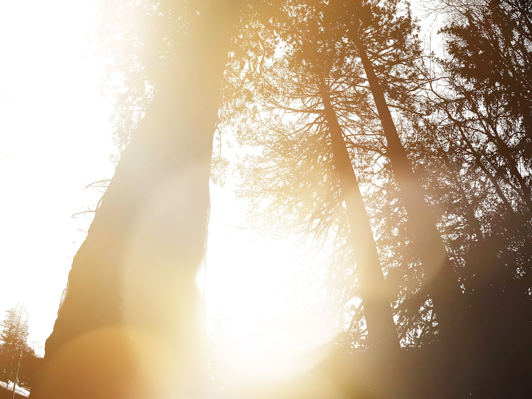 Trauma & PTSD Healing — clinical hypnotherapy